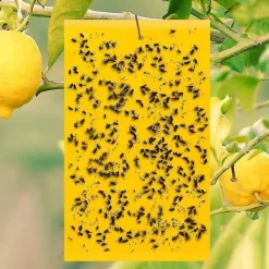 Discount 20 gula klisterfällor för vita flygfällor, bladlöss, malar och myggor