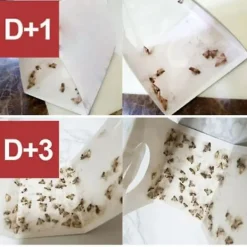 New 10 st flugfällor för att döda flugor och malar nemesis hushåll små insektsartefakter rismjöl mal klibbig rismal gnat malfälla