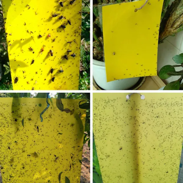Online 5 ST Flugfångare Dubbelsidig Gula klibbiga fällor Flygande insekt as the picutre