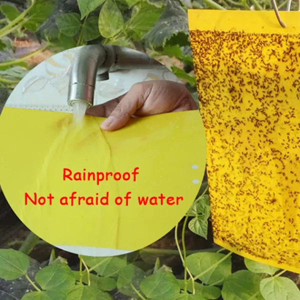 Online 5 ST Flugfångare Dubbelsidig Gula klibbiga fällor Flygande insekt as the picutre