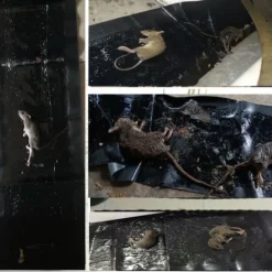 Hot (ca) Klisterfälla för möss 5-pack Svart M .CA