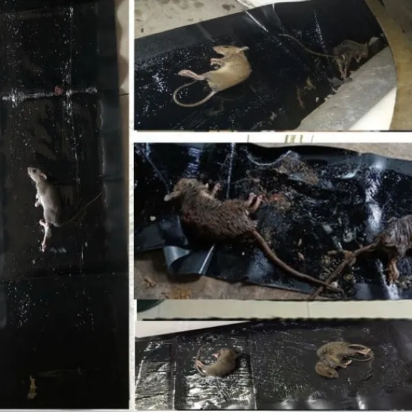 Hot (ca) Klisterfälla för möss 5-pack Svart M .CA