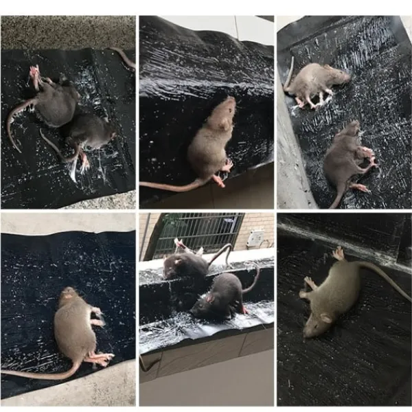 Hot (ca) Klisterfälla för möss 5-pack Svart M .CA