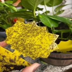 Clearance INF Klibbig fälla för skadeinsekter på krukväxter Flugfångare 12-pack