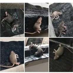 Clearance INF Klisterfälla för möss 5-pack Svart M