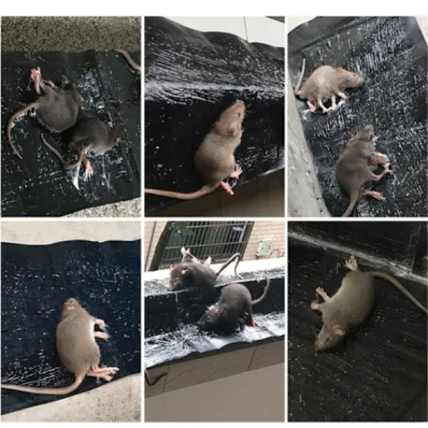 Clearance INF Klisterfälla för möss 5-pack Svart M