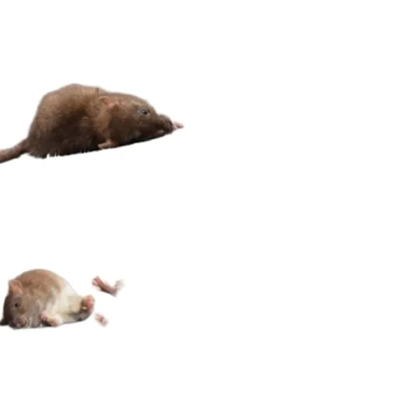 Clearance INF Klisterfälla för möss 5-pack Svart M