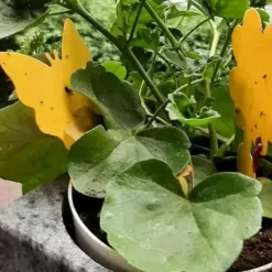 Insektspinnar - 12 st. Repetera 19053—yux 60