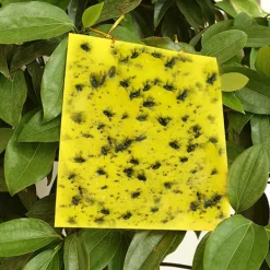 Best INF Klibbig fälla för skadeinsekter Flugfångare 20-pack 20x10 cm Gul