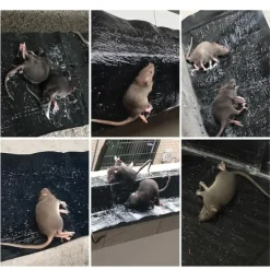 Klibbig Musfälla 5-pack M M Svart