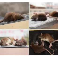 Klibbig Musfälla 5-pack M M Svart