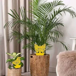 Online Megabilligt 20-pack Flugfångare - Flugfälla - Fjäril Gul