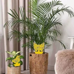 Hot 20-pack flugfångare - flugfälla - fjärilsgul