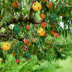 Best 4-pack flugfångare fruktfluga citrus stor fruktfluga klisterbräda fruktfluga boll fruktaffär fruktfluga klister nål bifälla (gul + grön)